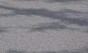 Duck Protecting Its Babies From Crow