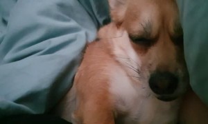Sleeping Dog Snores