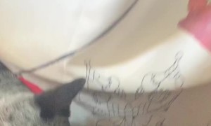 Dog Tattletales on Brother That Stole Empty Box