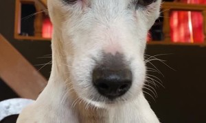 Dog Gets Angry When Pot Overflows