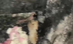Phone Pulled From Fire Still Functions