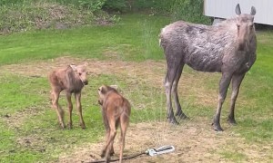 Baby Moose Gets Bossy Around Sprinkler
