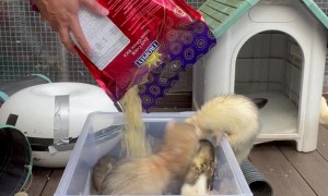 Ferrets Excitedly Play in Rice Being Pour into Box