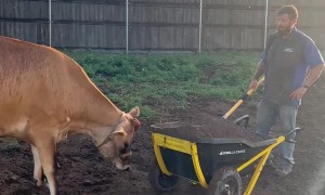 Moomoo the Dirt Lovin' Cow