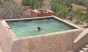 Loyal Dog Helps Dude in Pool