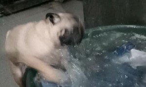 Dog Helps with the Laundry