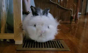 Bunny Beats the Heat