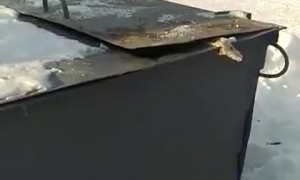 Man Befriends Wild Sable