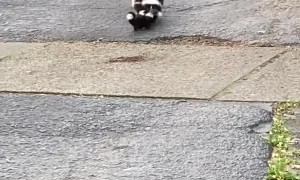 Mama Skunk Struggles to Round up Babies