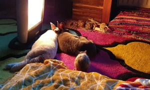Degu Snuggles With Bunny Pals