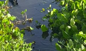 Big Alligator Bellowing