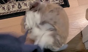 Bunny Attacks Sweatshirt