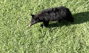 Black Bear Lies Back for Belly Scratch