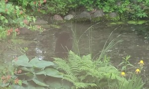 Black Bear Takes a Dip in Backyard Pond
