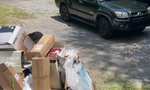 Mama Bears Don't Mess Around