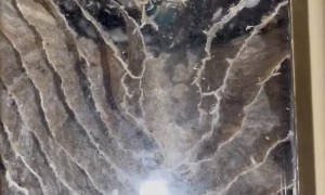 Have You Ever Seen the Inside of a Hornet Nest?