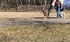 Dog Walks Horse From Barn to Pasture