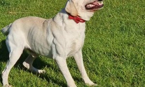 Labrador Has Sneezing Fit