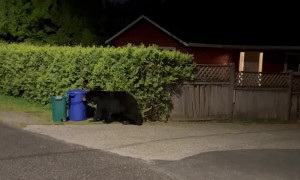 Bentley The Bear Gets Into Compost Bin