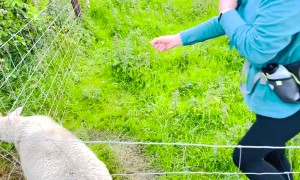 Lamb Gets Set Free From Fence