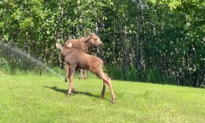 Frisky Moose Calves Play in Sprinkler