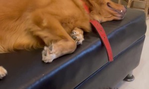 Little Shihtzu Can't Coax Golden Into Playing