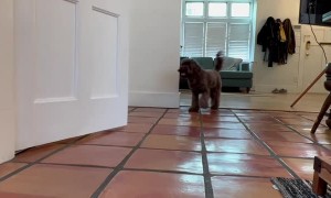 Good Boy Retrieves Toilet Paper For Owner