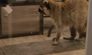 Raccoon and Cat Get Ready for a Showdown