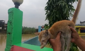 Helping a Cat During a Flood Stuck on a Fence