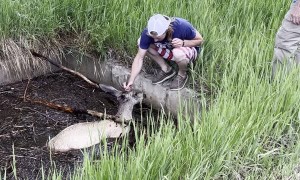 Grandfather and Grandson Rescue Deer