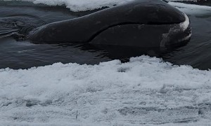 Floe Edge Bowhead Whale Sighting