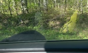 Curious Black Bear Bites Rearview Mirror