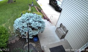 Stray Cat Races After Rodent