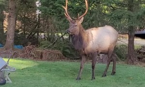 Bull Elk Battles Wheelbarrow