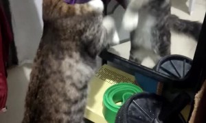 Cat Paws at Herself in the Mirror