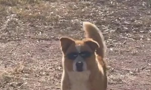 If a Video Was a Dream