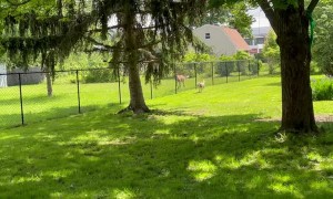 Deer and Husky Play Together