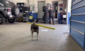 Shop Dog is a Pro Baseball Batter