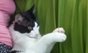 Cat Claps Along to Happy Birthday Song