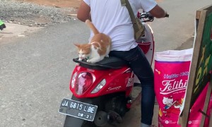 Cat Follows Owner to Moped and Hops on For a Ride