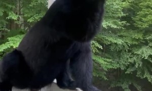 Two Bears Visit for Some Bird Seed