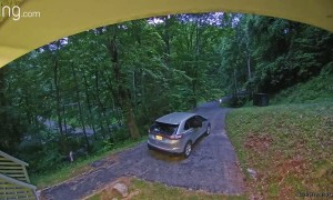 Bear Breaks Into Car Through Window
