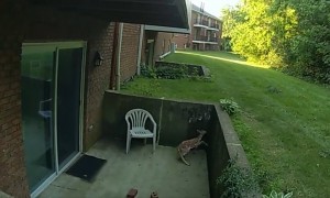 Police officer rescues trapped fawn