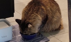 Handsome Maine Coon Cat Drinks From His Paws
