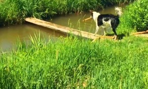 Boarder Collie Plays Fetch With Itself