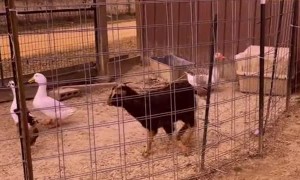 Trained Attack Goose