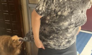 Dog Wants Mom to Stay Inside