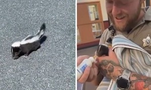 Police rescue baby skunk from roadway