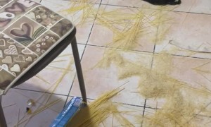 Dog Got into Pasta and Rice While I was Shopping