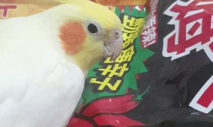 Bird Thinks Chilies on Package Are Real
